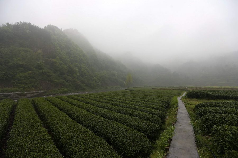 農(nóng)行重慶秀山支行通過公司、基地、農(nóng)戶支持當?shù)剞r(nóng)民走上脫民致富